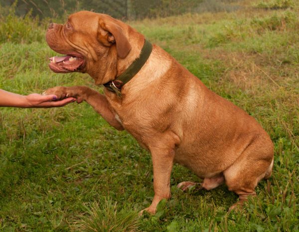 Dogue De Bordeaux Sitting And Giving Paw To A Person During Training