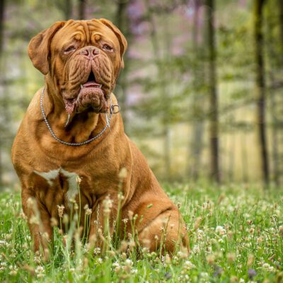 Dogue de Bordeaux