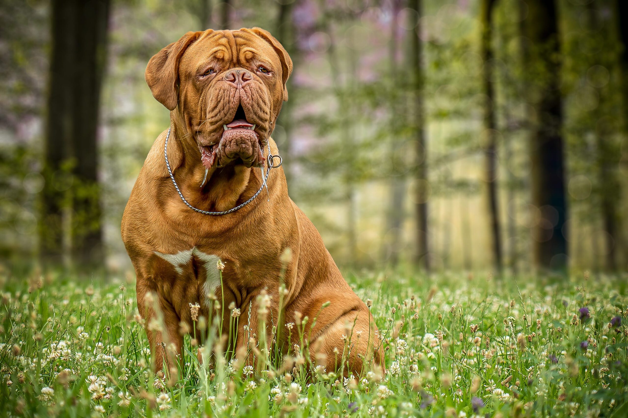 Dogue De Bordeaux Adoption Guide