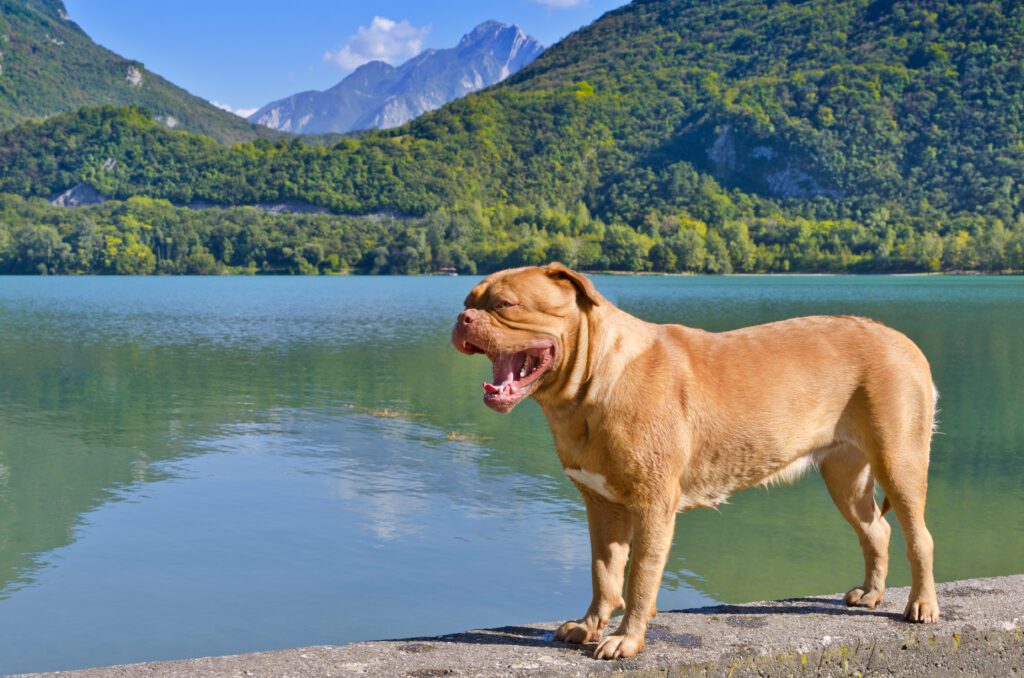 How To Adopt a Dogue De Bordeaux in South Carolina