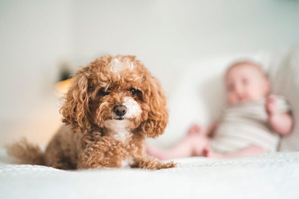 Doxiepoo Puppy Resting On A Bed Indoors