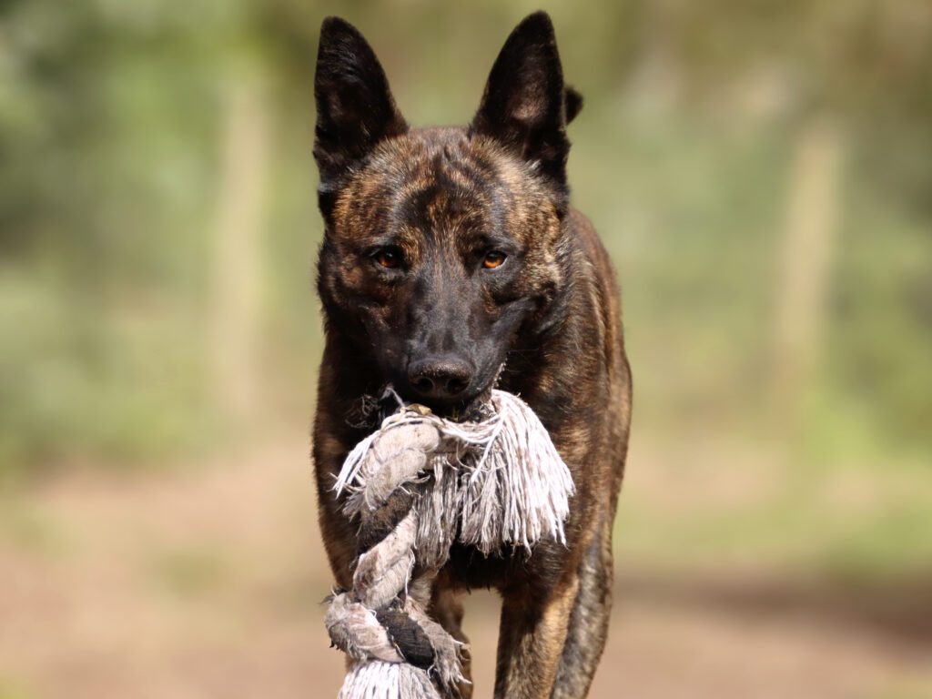 Dutch Shepherd Carrying A Toy While Running In A Forest Path