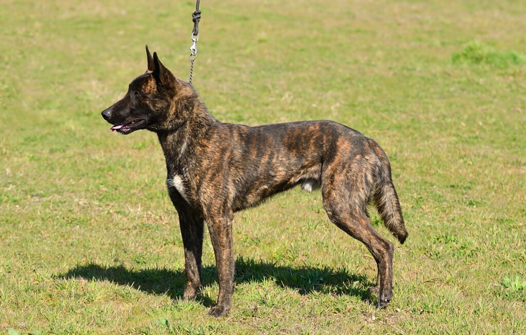 How To Adopt a Dutch Shepherd in South Carolina