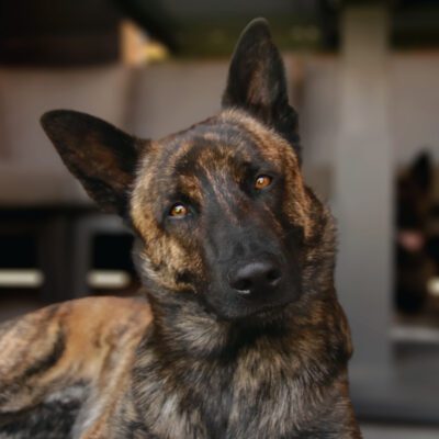 Dutch Shepherd