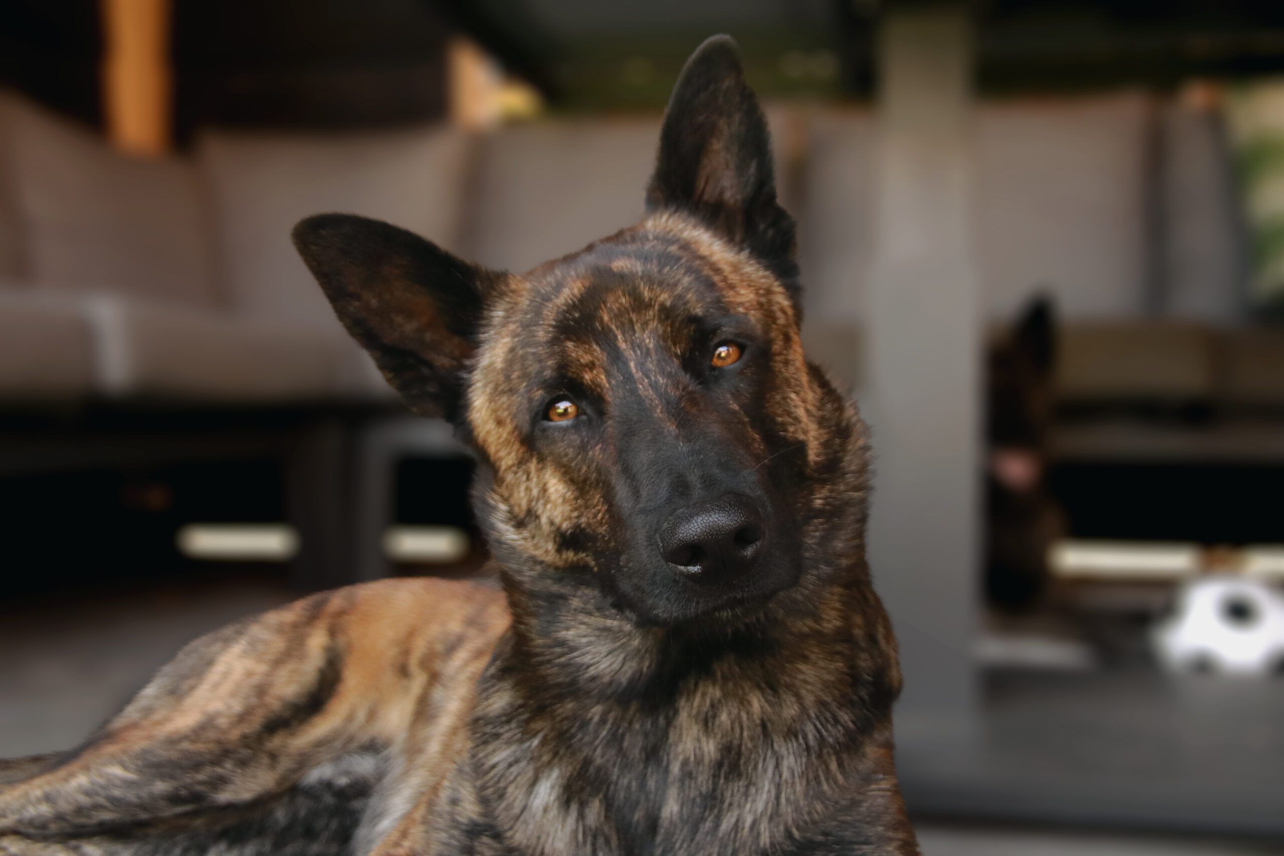 Dutch Shepherd Adoption Guide