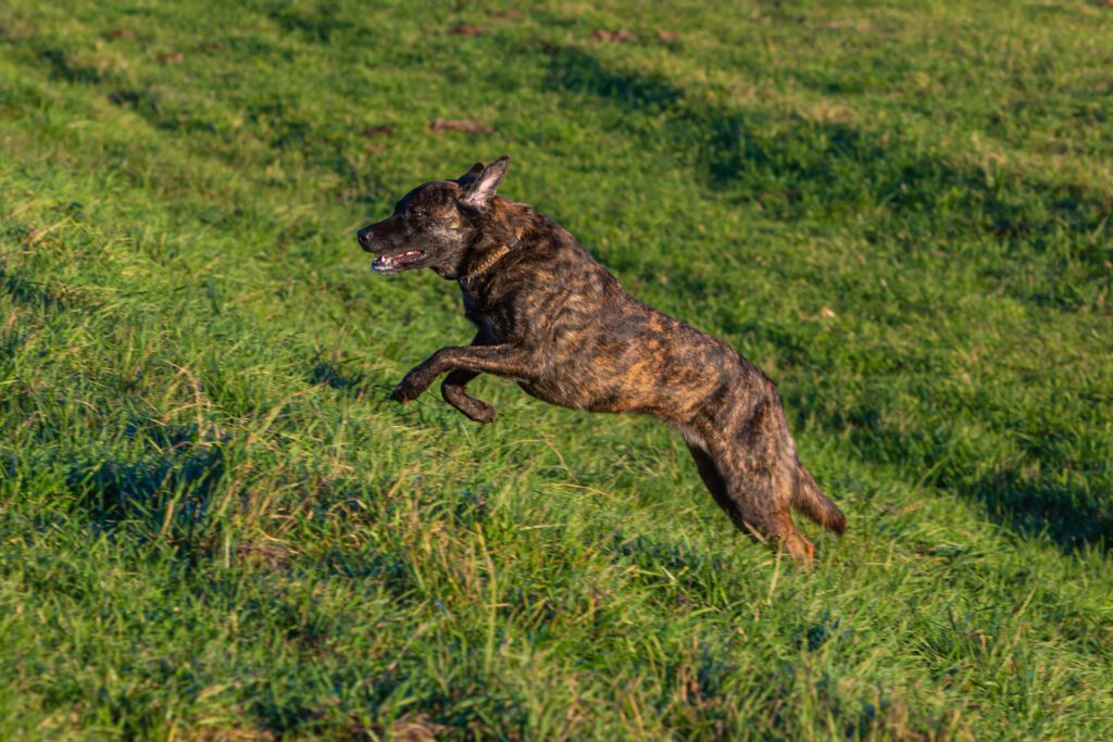 Dutch Shepherd Lying On An Orange Background Beside Two Balls In A Studio Setting