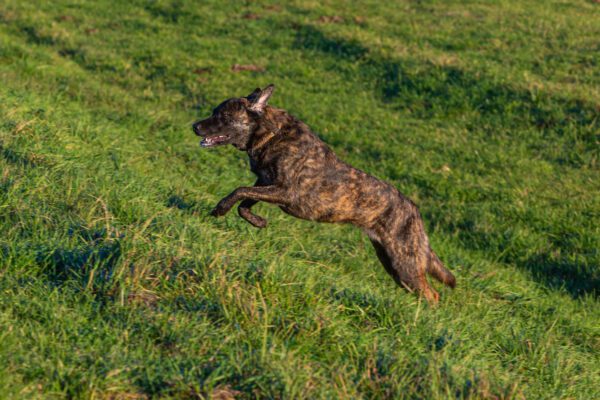 Dutch Shepherd Lying On An Orange Background Beside Two Balls In A Studio Setting