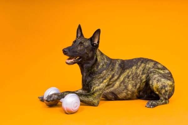 Dutch Shepherd Lying On An Orange Background Beside Two Balls In A Studio Setting(1)