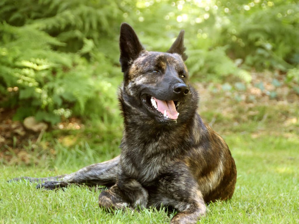 Dutch Shepherd Lying On Grass With Green Foliage Background