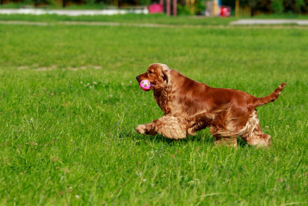 English Cocker Spaniel Running On Grass While Carrying A Ball