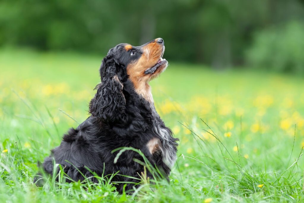 English Cocker Spaniel Sitting In Grass Looking Upward In A Park