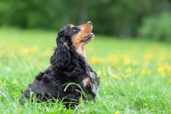 English Cocker Spaniel Sitting In Grass Looking Upward In A Park