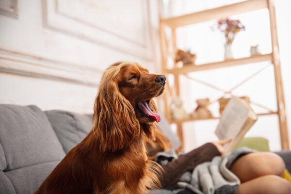 English Cocker Spaniel Sitting Indoors While Being Brushed By Its Owner