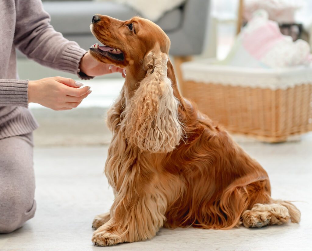 English Cocker Spaniel Sitting Indoors While Receiving A Treat From Its Owner