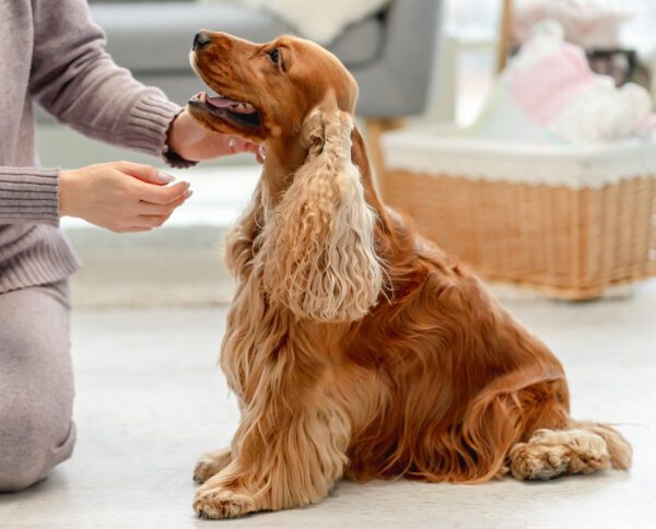 English Cocker Spaniel Sitting Indoors While Receiving A Treat From Its Owner