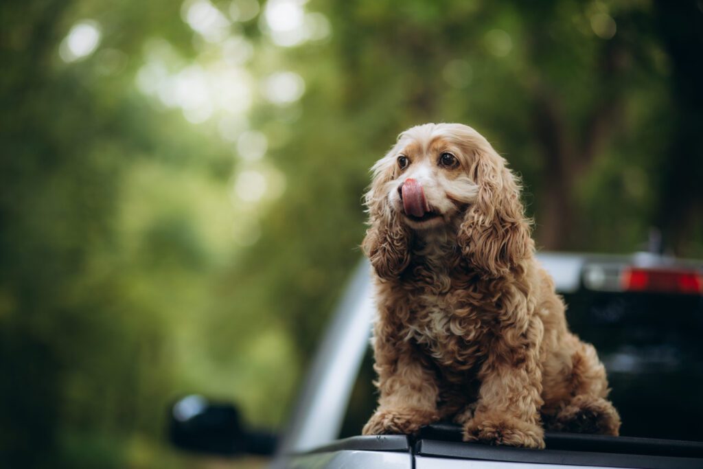 English Cocker Spaniel Sitting Outdoors With Curly Coat And Green Background