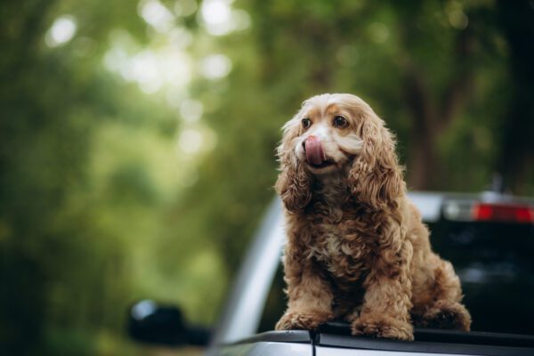 English Cocker Spaniel Sitting Outdoors With Curly Coat And Green Background