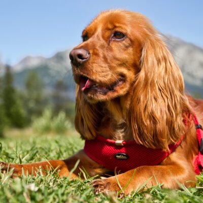 English Cocker Spaniel