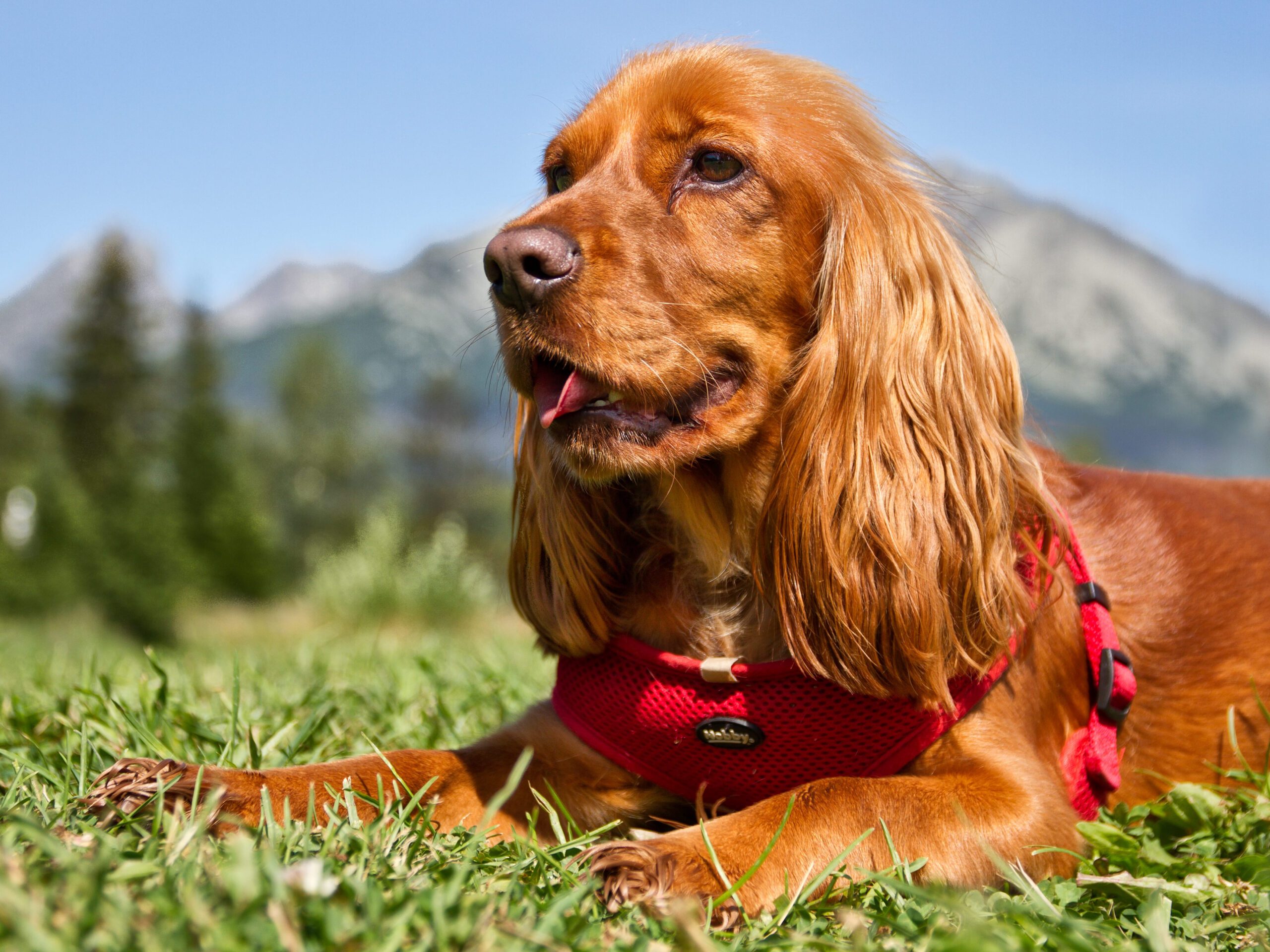 English Cocker Spaniel Adoption Guide