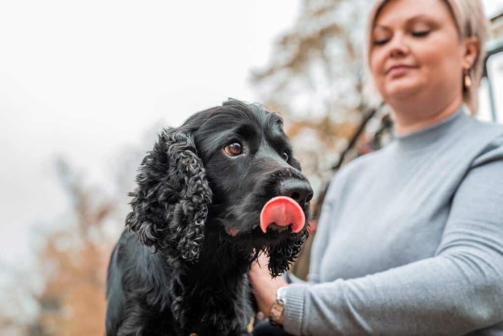 English Cocker Spaniel With Black Coat Beside Its Owner Outdoors