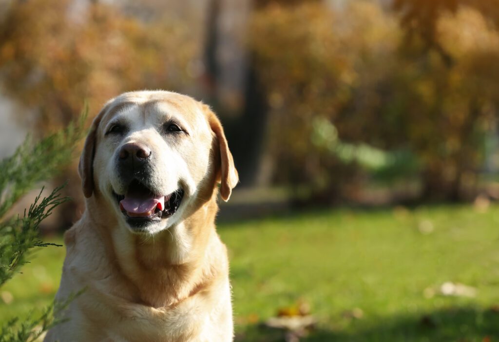 How to Adopt an English Labrador