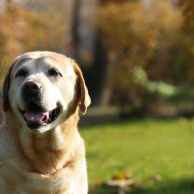 English Labrador