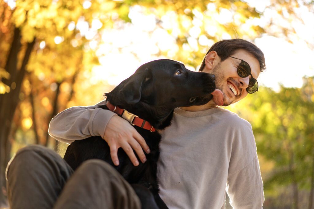 English Labrador Licking Its Owner While Being Hugged Outdoors