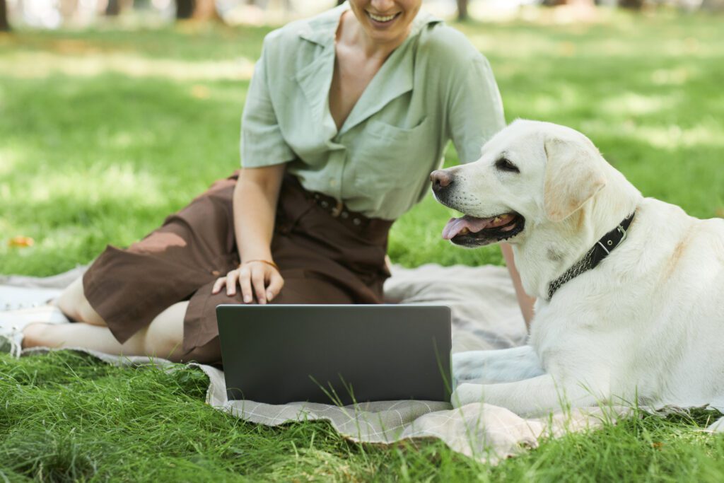 English Labrador Lying Beside Its Owner Who Is Using A Laptop In A Park