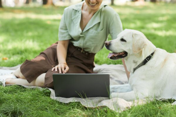 English Labrador Lying Beside Its Owner Who Is Using A Laptop In A Park