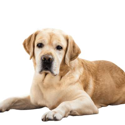 English Labrador