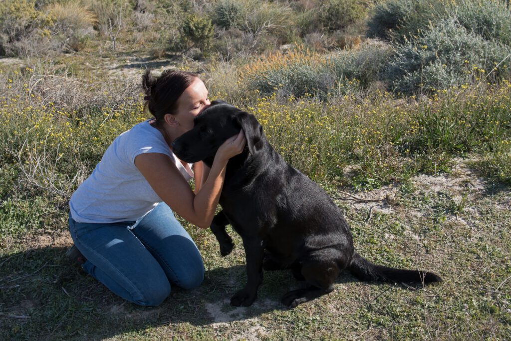 English Labrador Sitting With A Woman Who Is Kissing The Dog In A Field