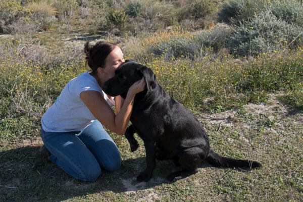 English Labrador Sitting With A Woman Who Is Kissing The Dog In A Field