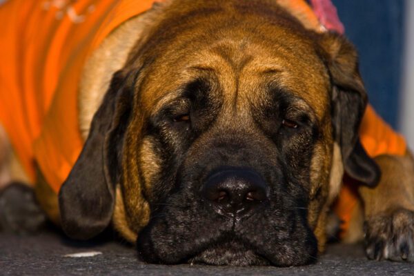 English Mastiff Close Up Portrait With Wrinkled Face