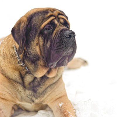 English Mastiff
