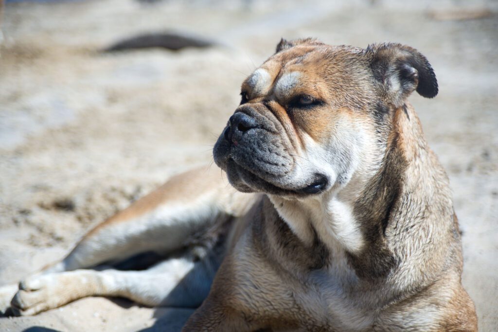 English Mastiff Resting With Eyes Closed On The Sand
