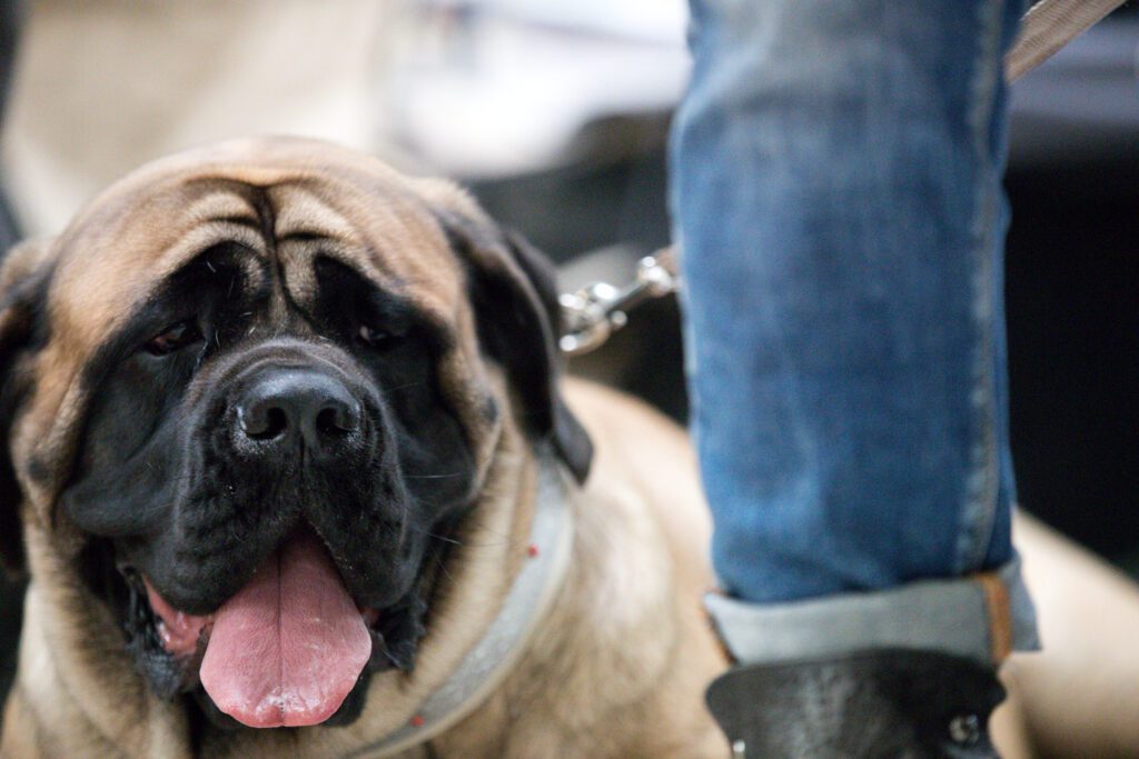 English Mastiff Sitting Beside Its Owner Outdoors