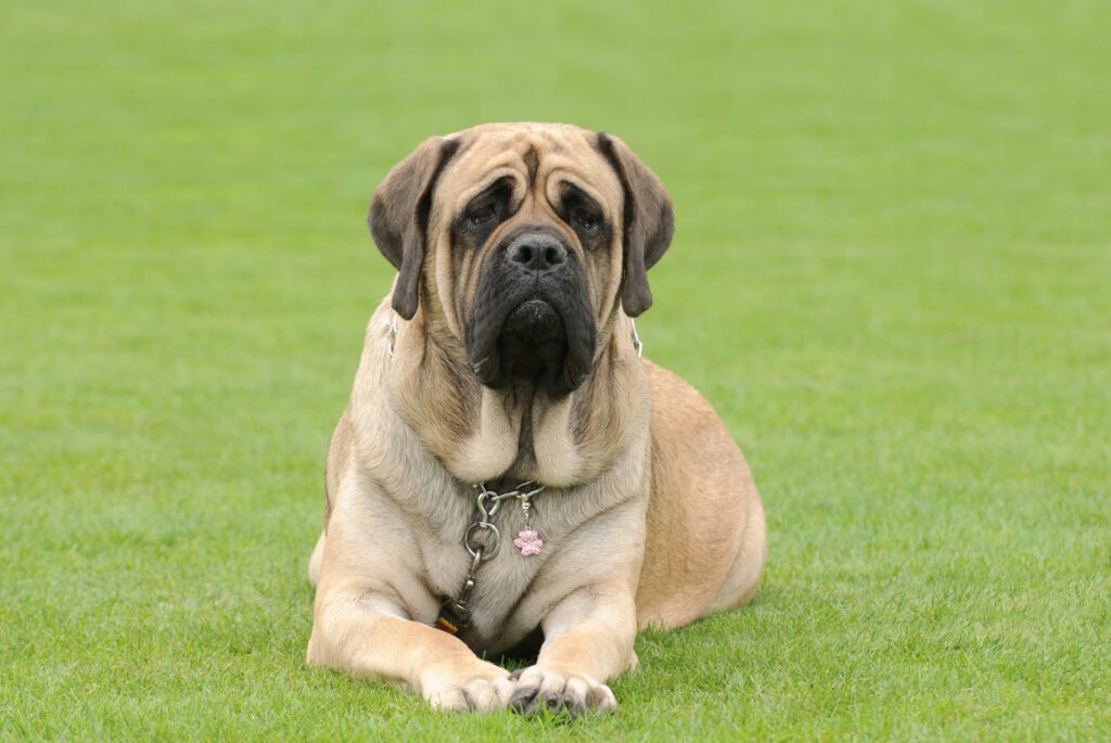 How to Adopt an English Mastiff