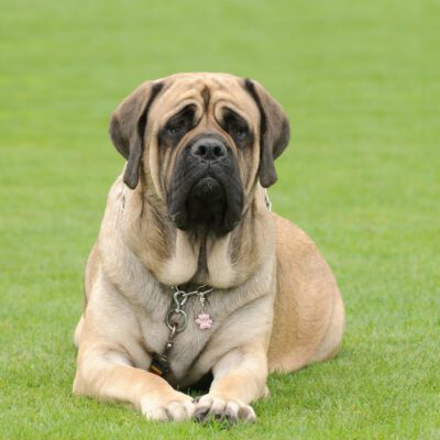 English Mastiff
