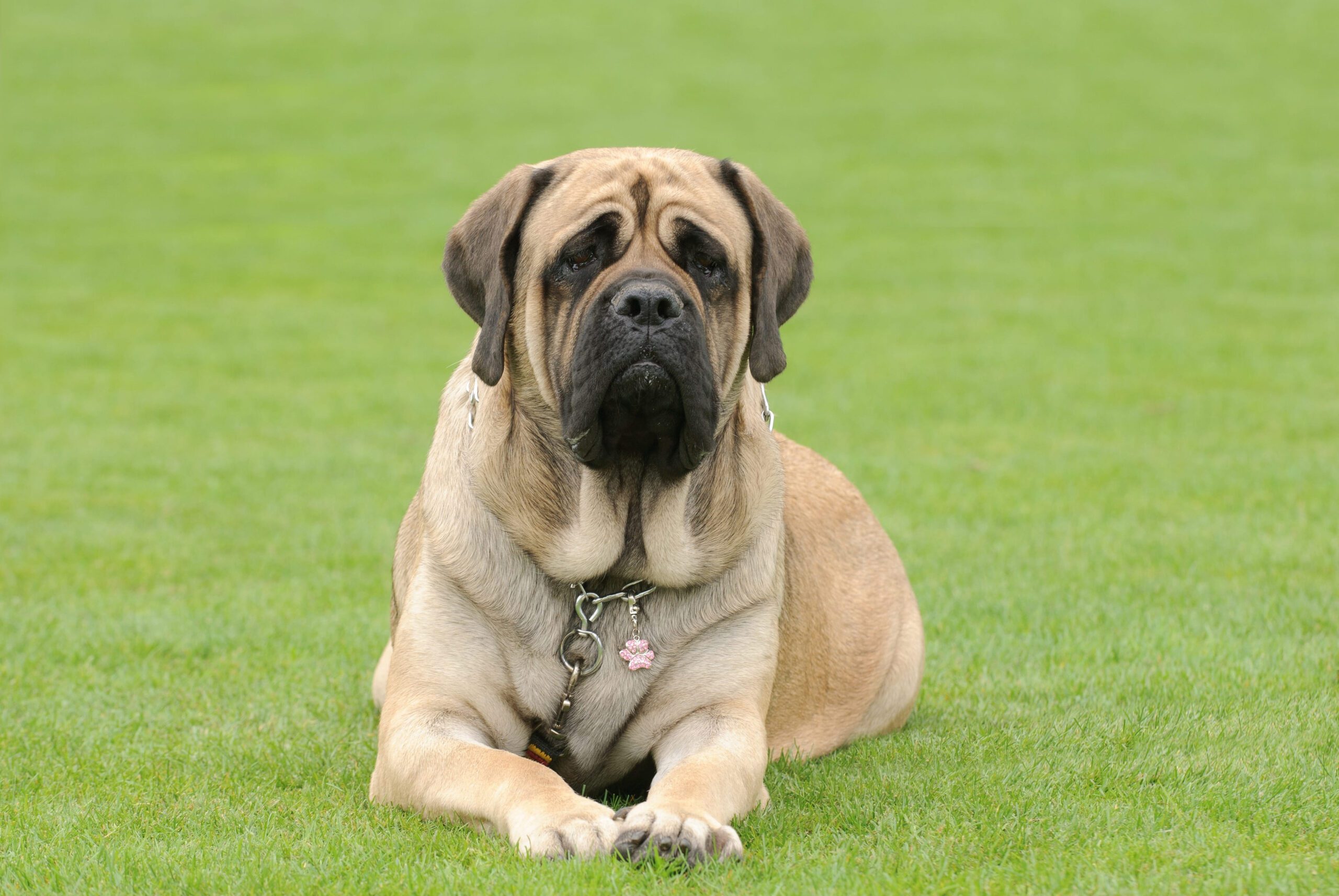 English Mastiff Adoption Guide