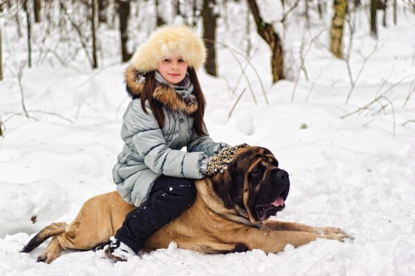 English Mastiff Sitting With A Child In A Snowy Forest