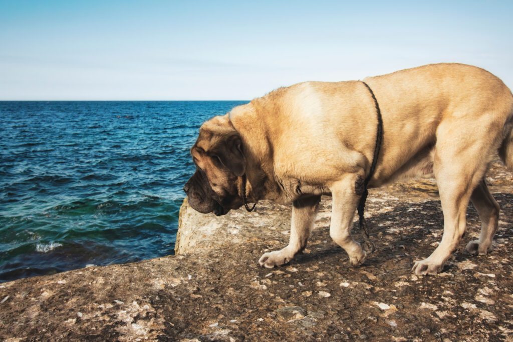 English Mastiff Standing On Rocks Beside The Ocean