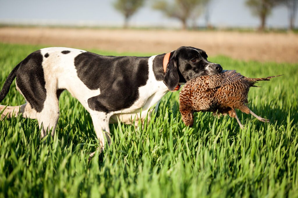 English Pointer Carrying A Bird During A Hunting Retrieve In Tall Grass