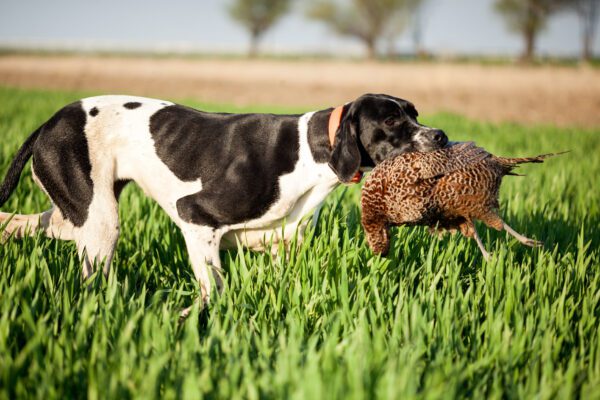 English Pointer Carrying A Bird During A Hunting Retrieve In Tall Grass