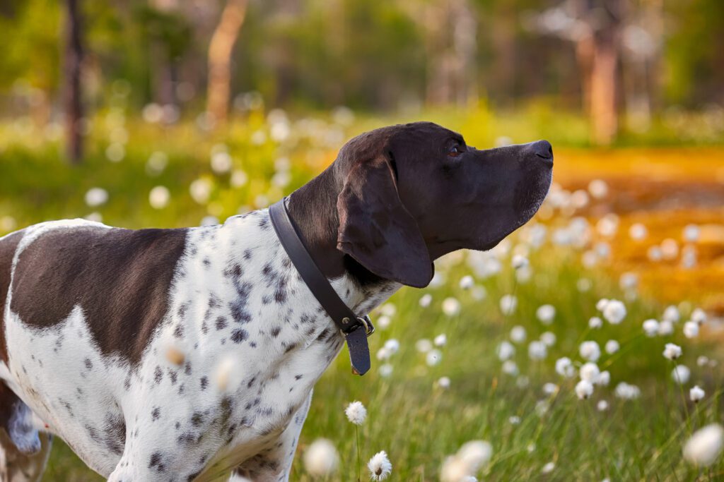 How To Adopt a English Pointer in Georgia
