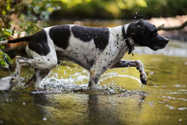 English Pointer Running Through Shallow Water While Splashing