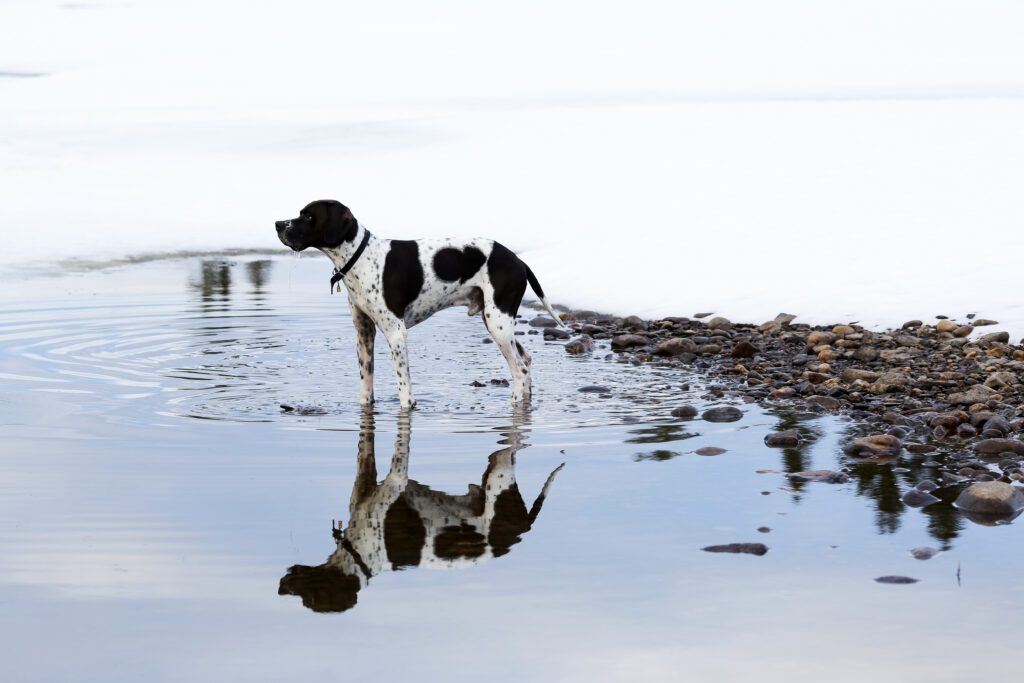 English Pointer Standing At The Edge Of Shallow Water On A Rocky Shore