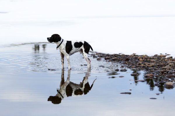 English Pointer Standing At The Edge Of Shallow Water On A Rocky Shore