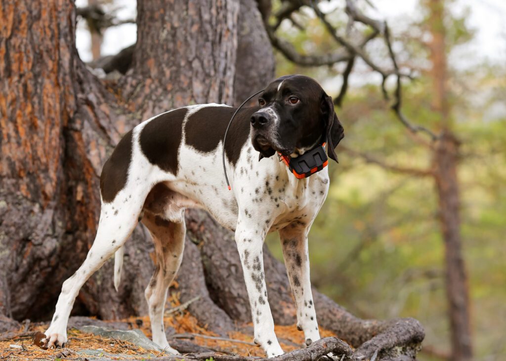 English Pointer Standing Beside A Tree In A Wooded Area