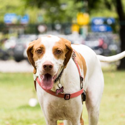 English Pointer