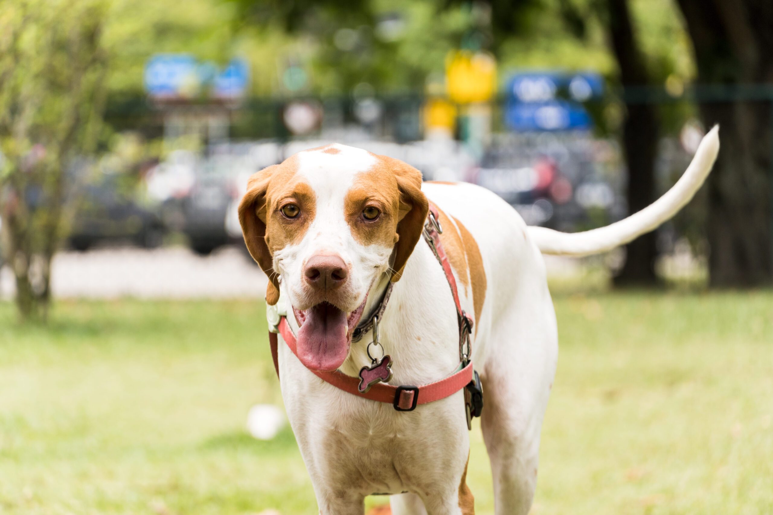 English Pointer Adoption Guide